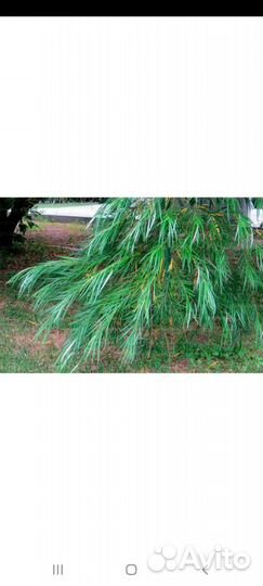 Ивы декоративные в ассортименте