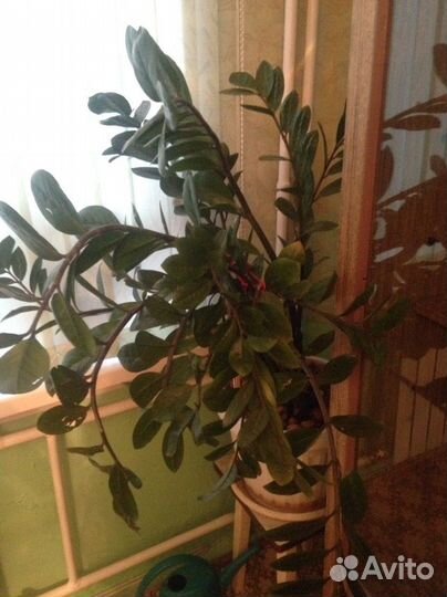 Замиокулькас-Долларовое дерево