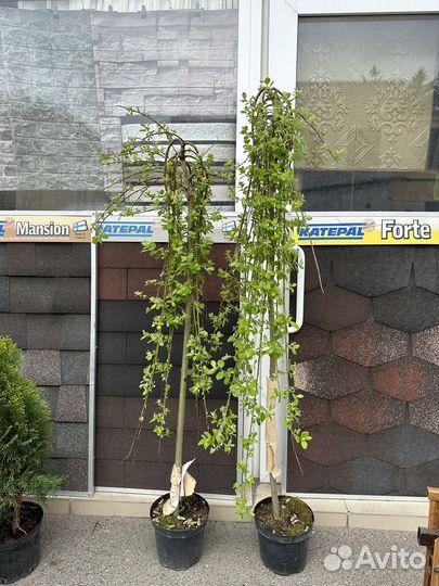 Ива Килманрок