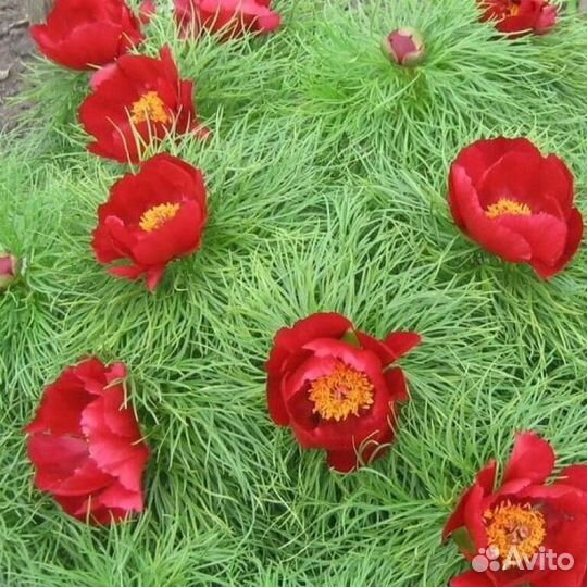 Растения для сада