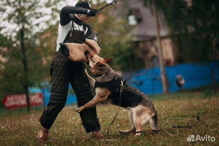Дрессировка собак (опыт более 15 лет)