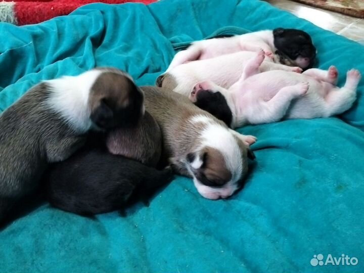 Французский бульдог щенки