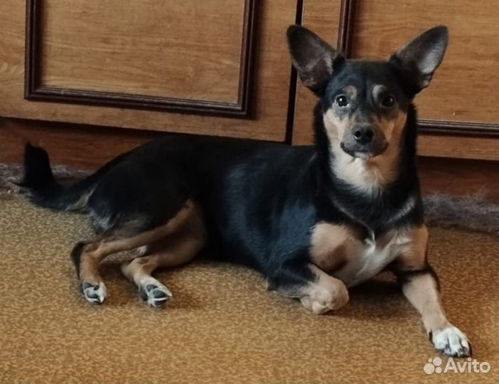 Потерялась собака