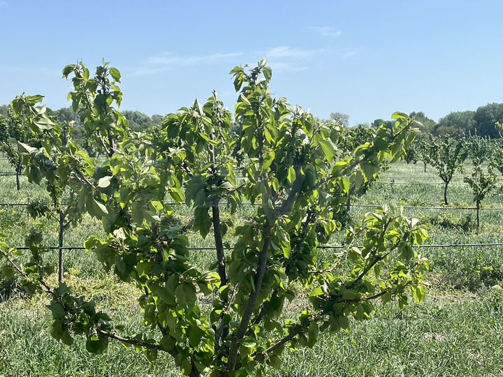 Участок 100 сот. (СНТ, ДНП)