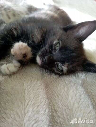 Кошка в дар