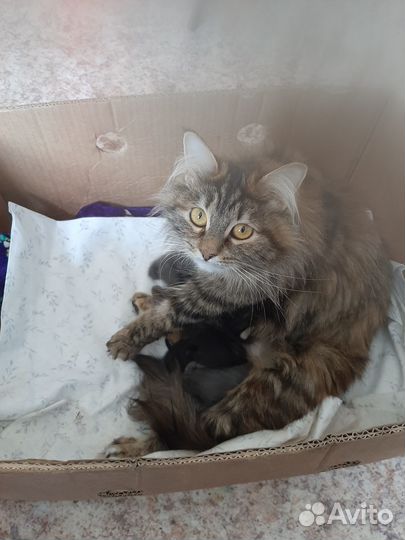 Отдам котят