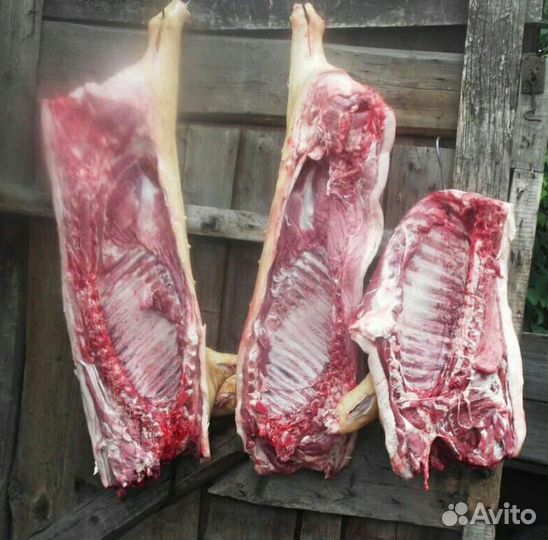 Мясо свинина продам
