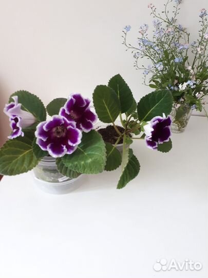 Комнатные цветы