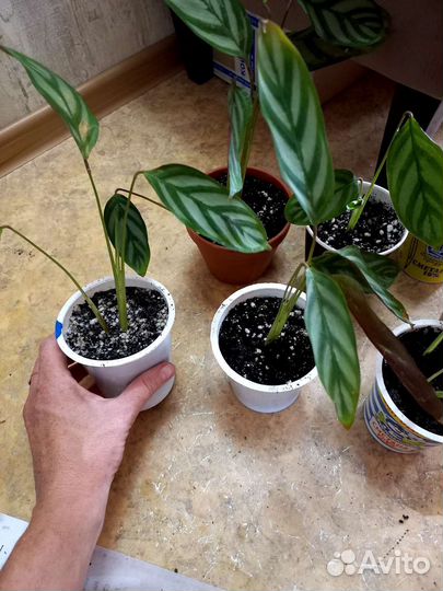 Калатея (детки)