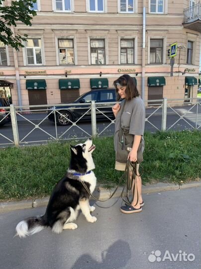 Зоопсихолог, гуманный кинолог