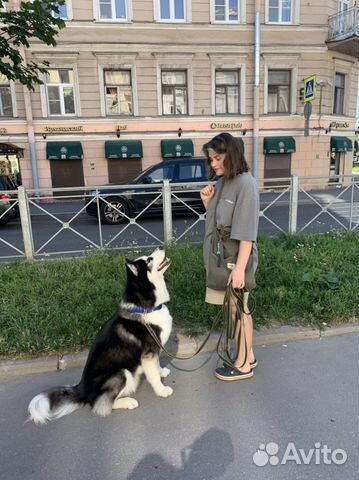 Зоопсихолог, гуманный кинолог