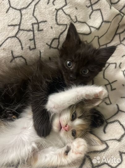 Кошечки в добрые руки