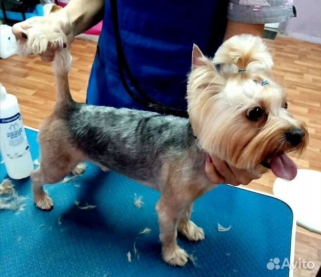 Стрижка собак и кошек