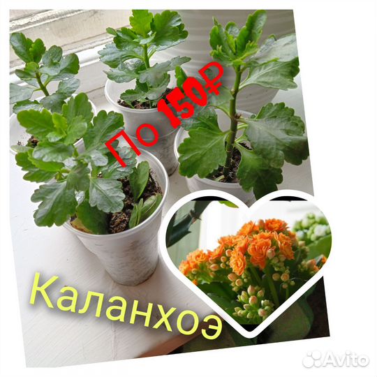 Каланхоэ,цветы оранжевые