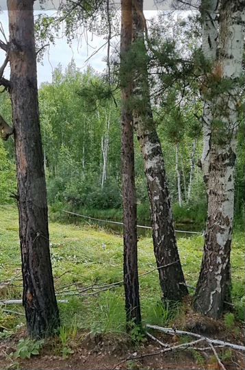 Участок 13,4 сот. (СНТ, ДНП)