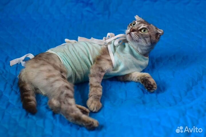 Кошки в добрые руки