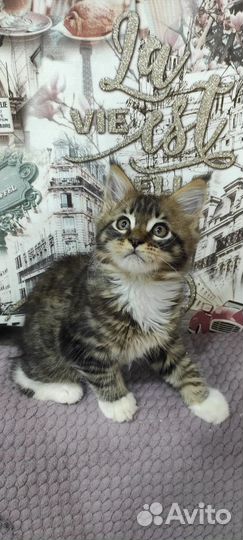 Котята мейн-кун
