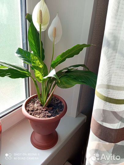 Спатифиллум,зензи карлик,каланхоэ желтый шар