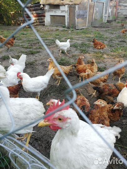 Молодые петухи