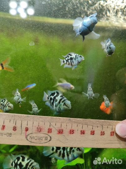 Рыбки сапфировый попугай
