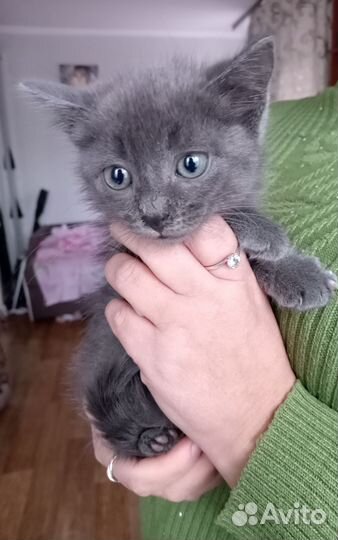 Котëнок