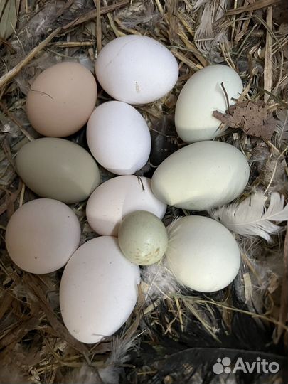 Инкубационное яйцо кур разных пород