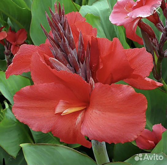 Каны крупные