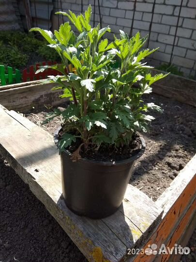 Хризантема