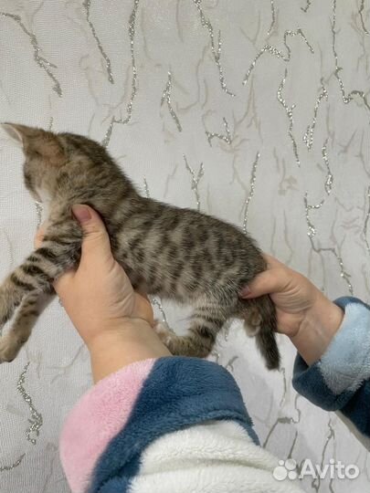 Бенгальские котята