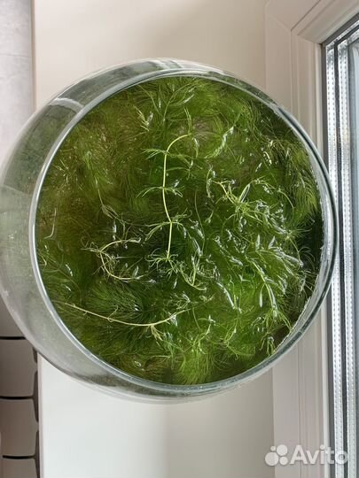 Роголистник Аквариумные растения