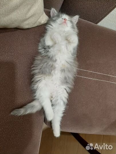 Кошка в дар бесплатно