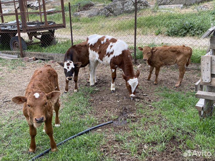 Корова дойная с теленком, телята
