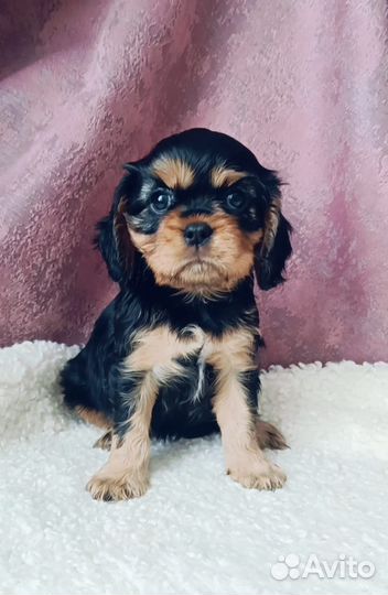 Щенки Кавалер Кинг Чарльз Спаниель