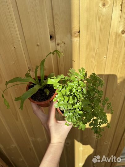 Бальзамин, пеларгония,нолина