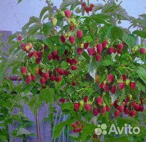 Малиновое дерево, Таруса, Сказка и Крепыш