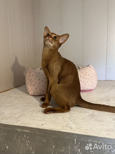 Молодой котик