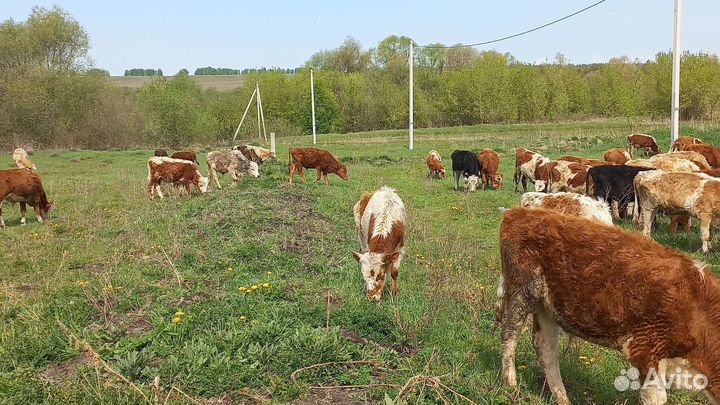 Бычки элитные