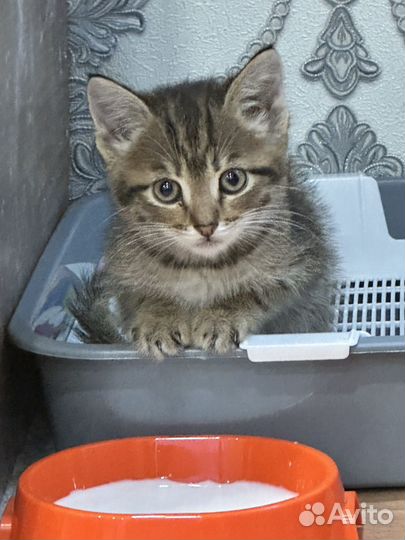 Котики бесплатно