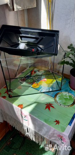 Животные/Аквариум