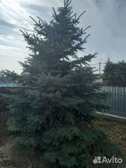 Голубая ель продажа