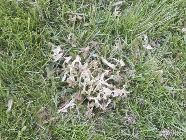 Средство от сорняков на газоне выборочное действие