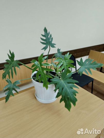 Филодендрон