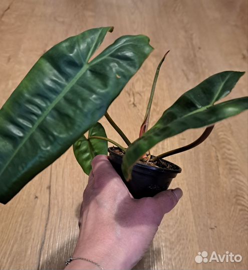 Филодендроны