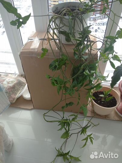 Комнатные растения, цветы