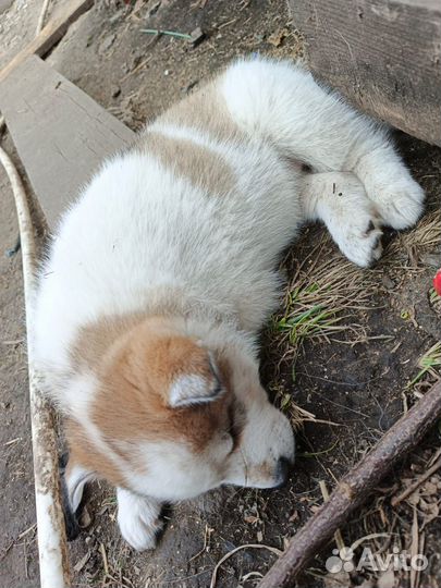 Щенки хаски