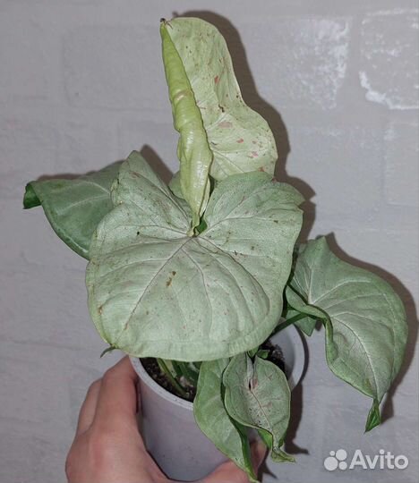 Сингониум Батерфляй и Конфетти