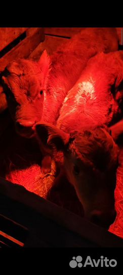 Бычëк и тёлочка