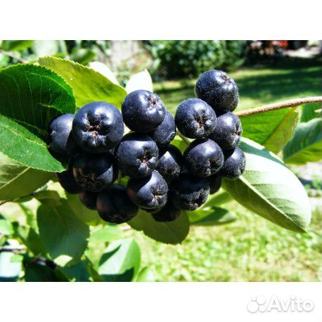 Черноплодная рябина