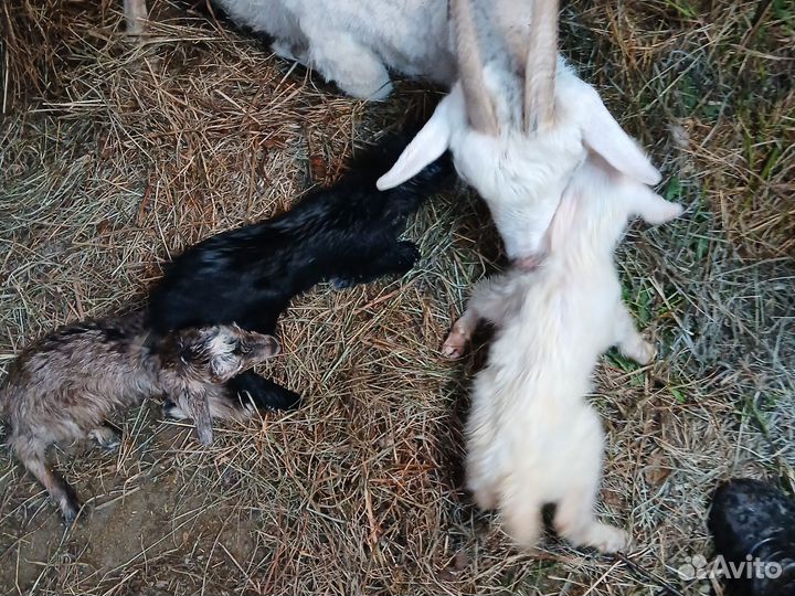 Отдам козлят
