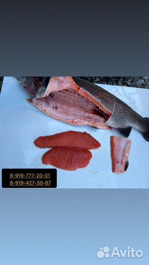 Свежая икрянная форель г. Ставрополь